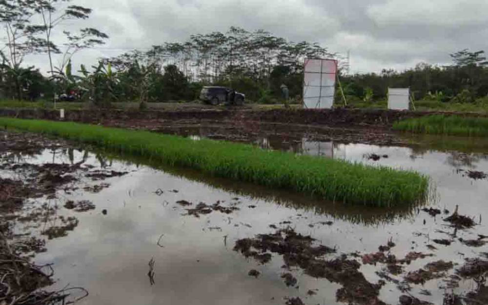 Persemaian benih padi untuk musim tanam April - September 2022 di Desa Mawar Mekar Kabupaten Kapuas, Sabtu 5 Maret 2022.
