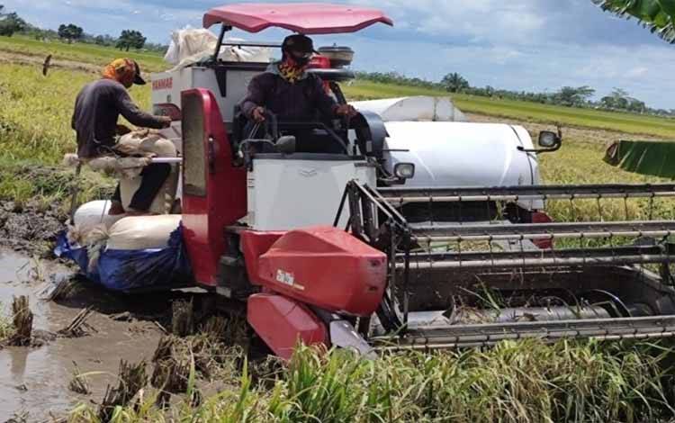 Pemanenan padi di Food Estate Kecamatan Bataguh Kabupaten Kapuas akhir pekan ini
