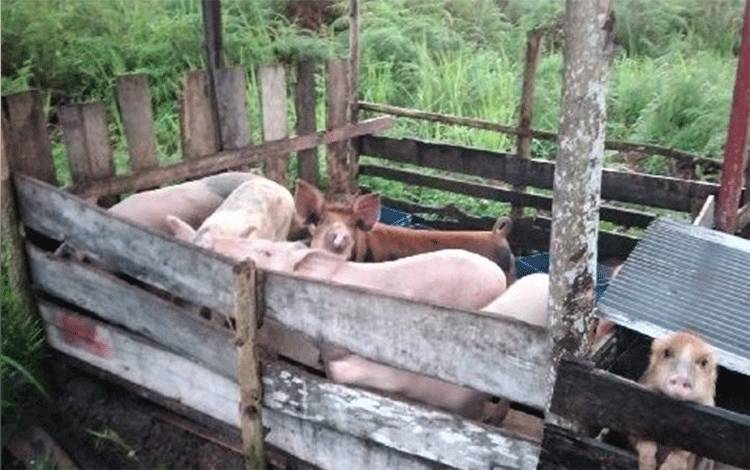 Babi peliharaan warga di Kecamatan Mentawa Baru Ketapang Sampit.