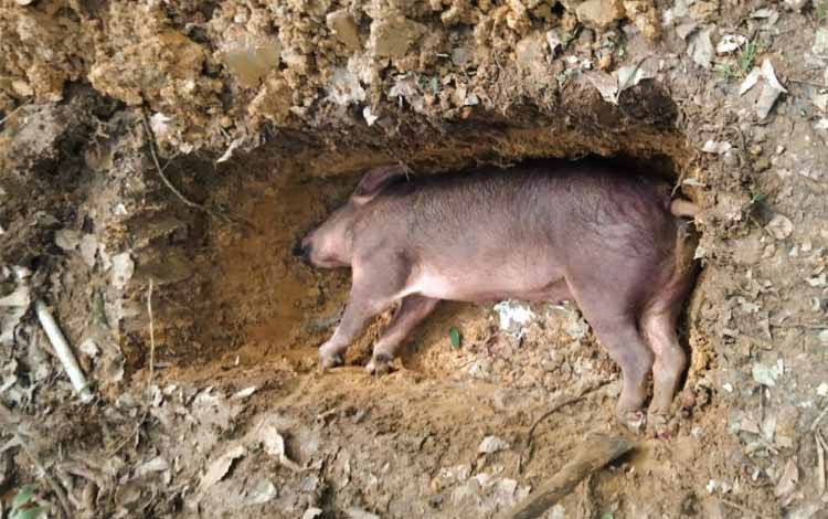 Babi ternak warga yang mati mendadak krena terjangkit demam babi Afrika