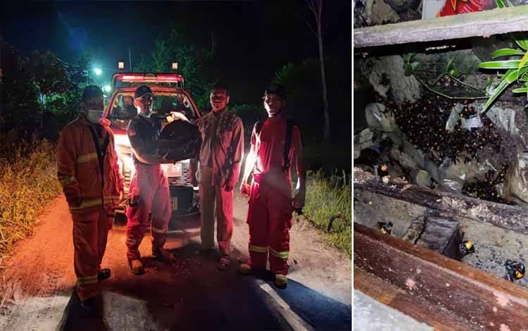 Tim Animal Rescue Damkar Kobar evakuasi sarang tawon