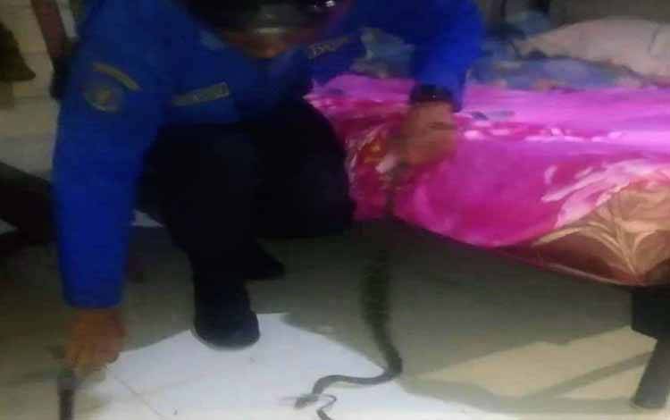 Petugas Disdamkarmat Kotim, menangkap ular yang masuk rumah warga di Jalan Sarigading Darat, Sampit, Kotawaringin Timur