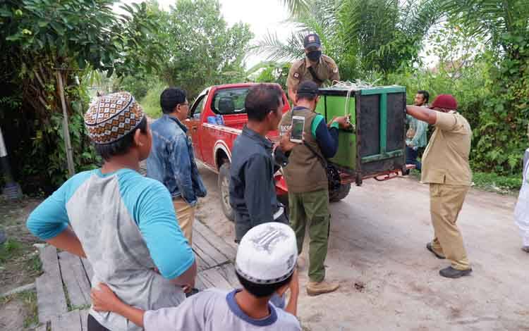 Petugas BKSDA dibantu warga mengevakuasi bekantan di Jalan Bumi Asri, Sampit, Kotawaringin Timur/