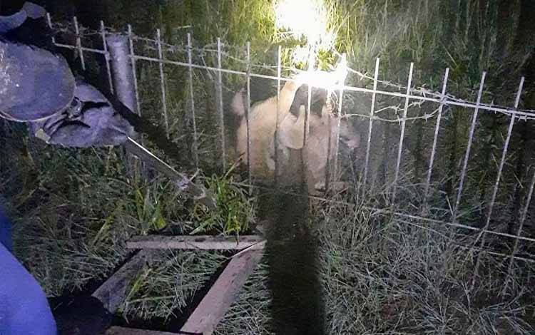 Petugas Disdamkarmat Kotim berupaya melepas kaki anjing yang terjepit kawat berduri pagar bandara