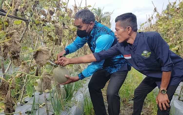Plt Kepala DPMDes Kotim Sutimin saat melakukan panen melon di Kelurahan Pasir Putih