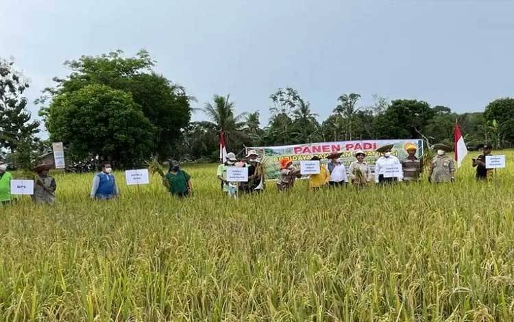 Panen padi BTS yang dilakukan Pemprov Kalteng di Kabupaten Barito Timur