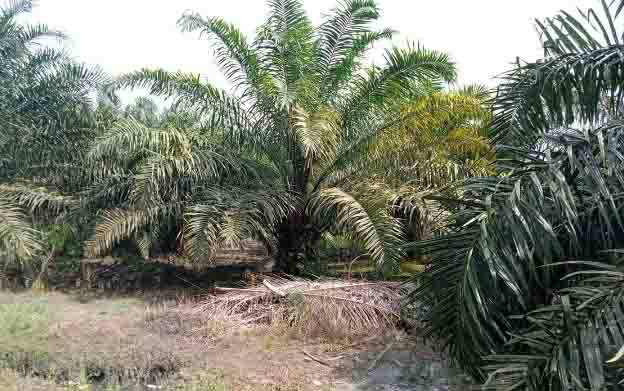 Sektor perkebunan kelapa sawit di Kotawaringin Timur.