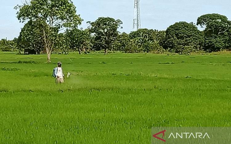 Ilustrasi - Lahan pertanian tanaman padi di Kabupaten Penajam Paser Utara (Antaranews/Novi Abdi-Bagus Purwa)