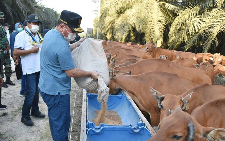 Gubernur H. Sugianto Sabran saat menyempatkan diri untuk memberi pakan ternak Sapi (Foto ist)