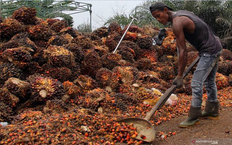 Pekerja mengumpulkan buah sawit di sebuah RAM Kelurahan Purnama Dumai, Riau, Jumat (21/5/2021)