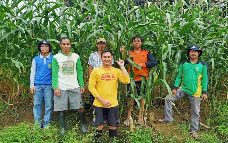 Servinus Januardi (baju kuning) bersama Koordinator BPP Kecamatan Awang dan anggota Kelompok Tani Milenial Ampari Jaya dengan latar belakang tanaman jagung pakan yang dikembangkan kelompoknya