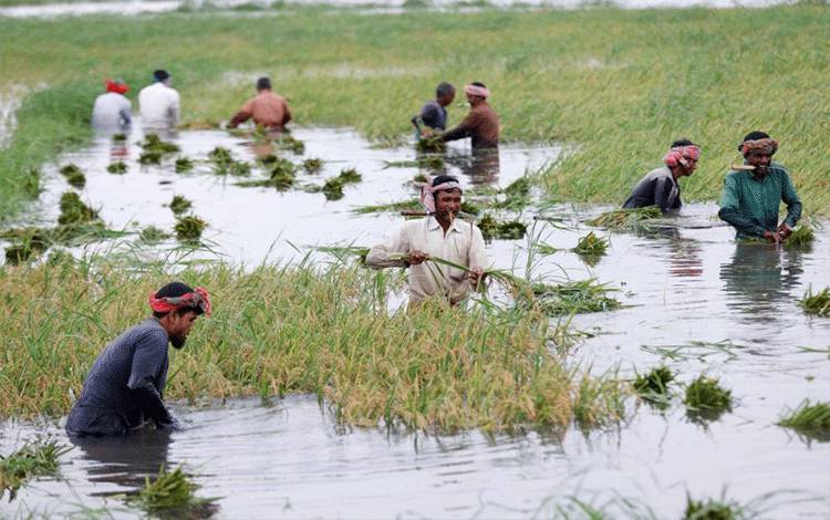 Ilustrasi: Petani memanen padi dari sawah yang terendam banjir di Ashulia, pinggiran Dhaka, Bangladesh, Minggu (17/4/2022). ANTARA FOTO/REUTERS/Mohammad Ponir Hossain/HP/djo (REUTERS/MOHAMMAD PONIR HOSSAIN)