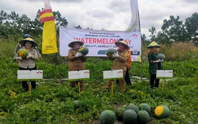 Bupati Kotawaringin Timur, Halikinnor bersama Wakilnya Irawati dan pejabat lainnya saat panen semangka di Telawang