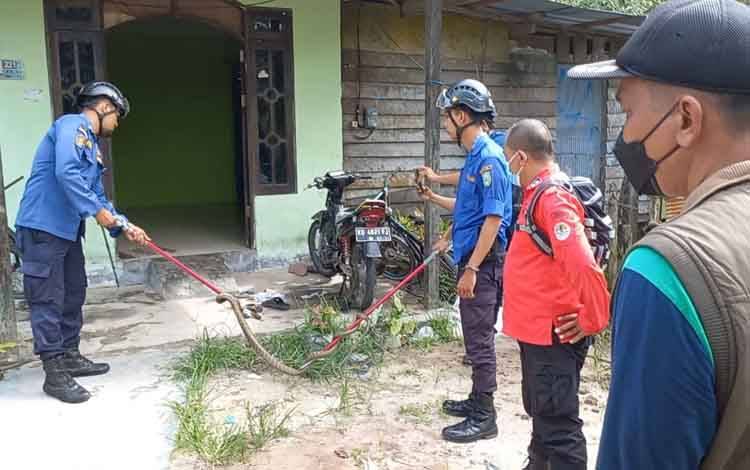 Petugas Disdamkarmat Kotim, disaksikan Komandan BKSDA Pos Jaga Sampit, Muriansyah, menangkap king kobra yang masuk rumah warga Desa Pelangsian.