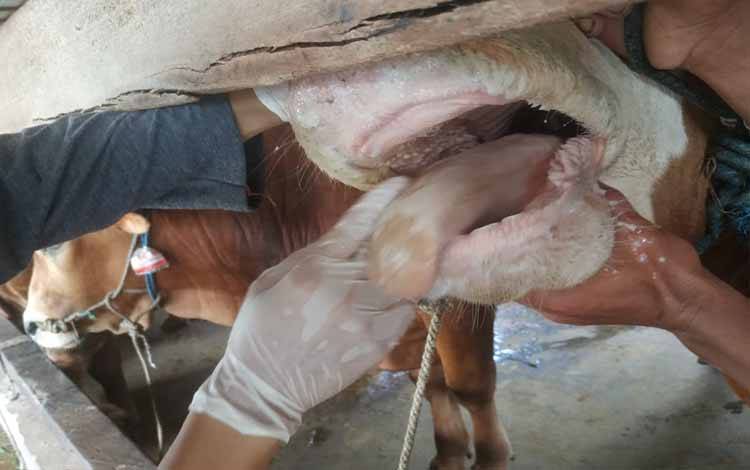 Proses pengecekan sapi suspek PMK oleh DPKH Kobar