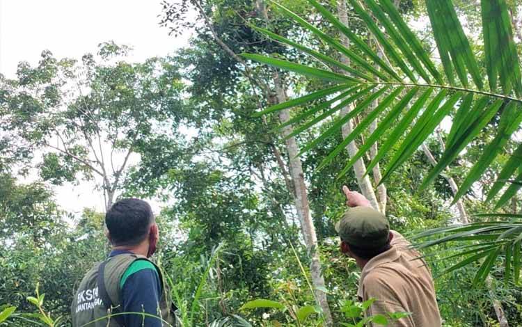 Warga menunjukan keberadaan orangutan di atas salah satu pohon di Desa Batuah, Kecamatan Seranau