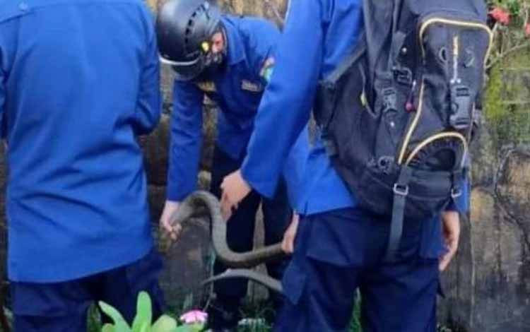 Petugas Disdamkarmat Kotim berjibaku menangkap king kobra di taman rumah warga Jalan Menteng, Sampit, Kotawaringin Timur