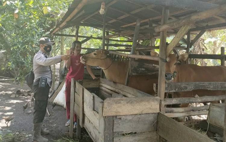 Personel Polsek Mantangai saat menyambangi peternak sapi di Desa Warga Mulya.