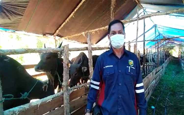 Kepala Bidang Kesehatan Masyarakat dan Veteriner, Distankepang Kota Palangka Raya, Sumardi saat mengunjungi kandang sapi, Rabu 18 Mei 2022