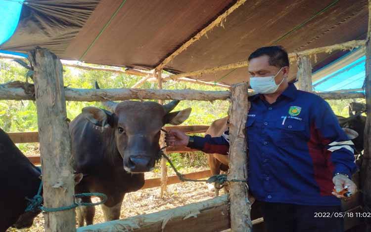 Kepala Bidang Kesehatan Masyarakat dan Veteriner, Distankepang Kota Palangka Raya, Sumardi saat kunjungan ke penyalur hewan kurban, Rabu 18 Mei 2022