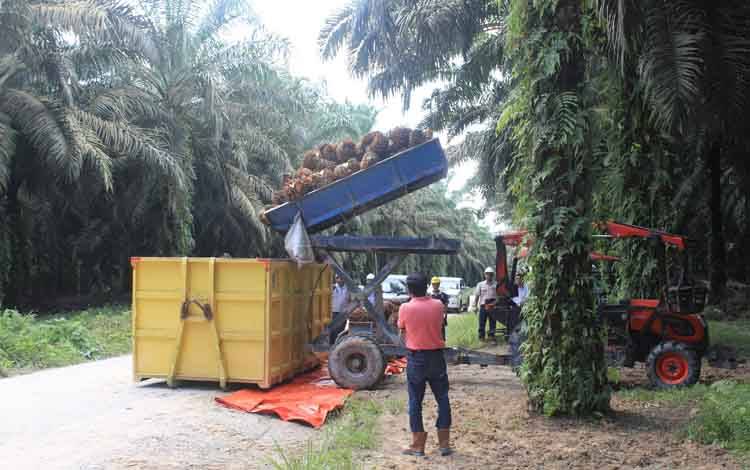 Pengangkutan kelapa sawit yang sudah panen.
