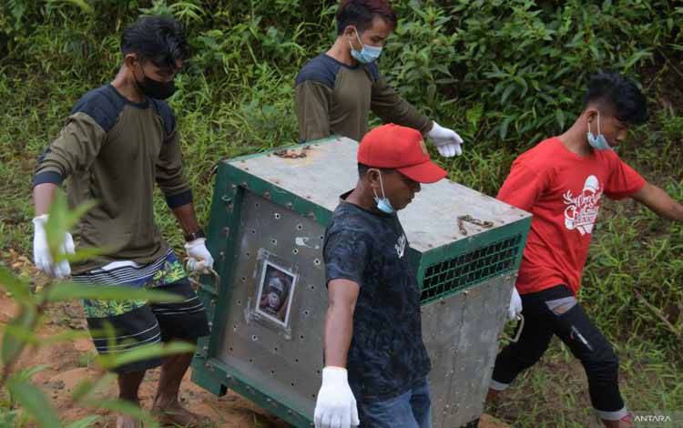 Proses pelepasliaran orangtan di Taman Nasional Bukit Baka Bukit Raya (TNBBBR)