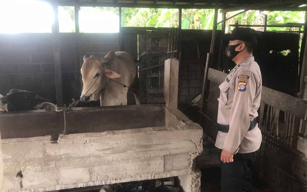 Personel Polres Seruyan turun langsung cek kondisi kesehatan hewan.