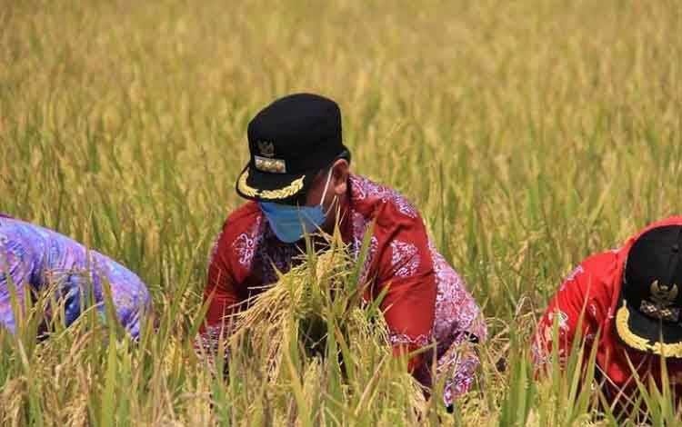 Bupati Kotim Halikinnor saat melakukan panen raya padi di salah satu daerah beberapa waktu lalu