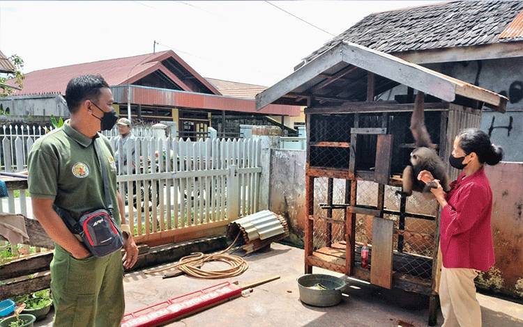 Komandan BKSDA Pos Jaga Sampit, Muriansyah, saat berkomunikasi dengan warga yang ingin menyerahkan owa/