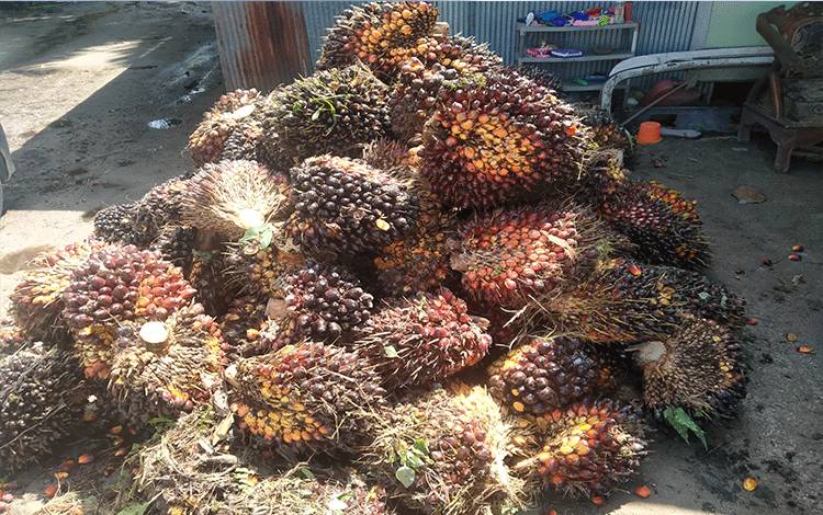 Buah kelapa sawit milik petani di Kotim.