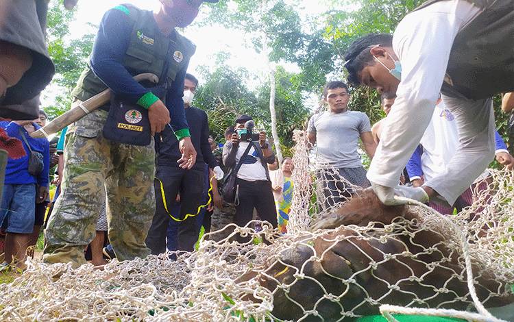 Petugas BKSDA saat merescue orangutan di Desa Batuah, Kecamatan Seranau, Kabupaten Kotawaringin Timur, belum lama ini.