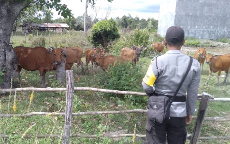 Anggota Polsek Jelai saat saat menyambangi peternakan sapi di Desa Sungai Bundung, Kecamatan Jelai.