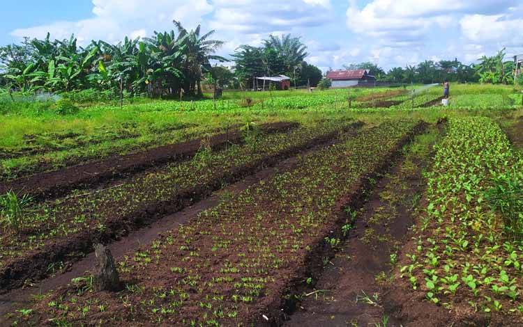 Kondisi pertanian sayur di lokasi pertanian di Sampit, Kotawaringin Timur