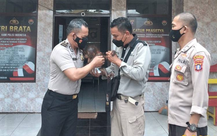 Anggota Polsek Parenggean menyerahkan bayi orangutan kepada Komandan BKSDA Pos Jaga Sampit, Muriansyah.