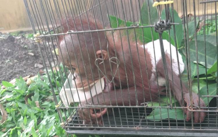 Bayi orangutan yang diserahkan kepada BKSDA setelah sebelumnya sempat diamankan oleh Polsek Parenggean yang dititipkan warga.
