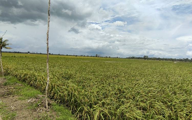 Lahan pertanian di wilayah Kalimantan Tengah