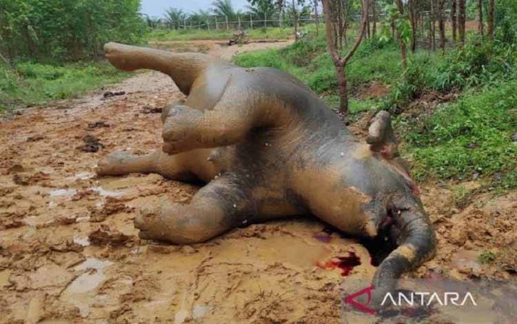 Bangkai gajah betina ditemukan mati di lahan konsesi PT Riau Abadi Lestari di Kabupaten Bengkalis, Provinsi Riau
