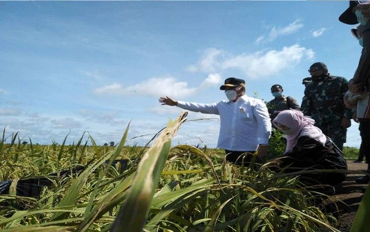 Dokumentasi-Gubernur Kalteng Sugianto Sabran meninjau pertanian di Kabupaten Pulang Pisau beberapa waktu lalu. (ANTARA/Ho-Diskominfosantik Kalteng)