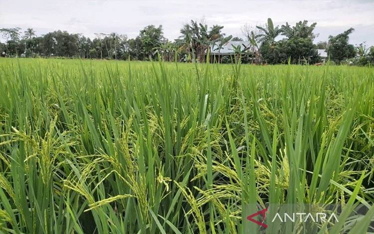 ILUSTRASI-Hamparan pertanian padi. (ANTARA/Muhammad Arif Hidayat)