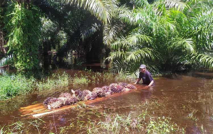 Warga menggunakan rakit mengangkut buah kelapa sawit karena banjir