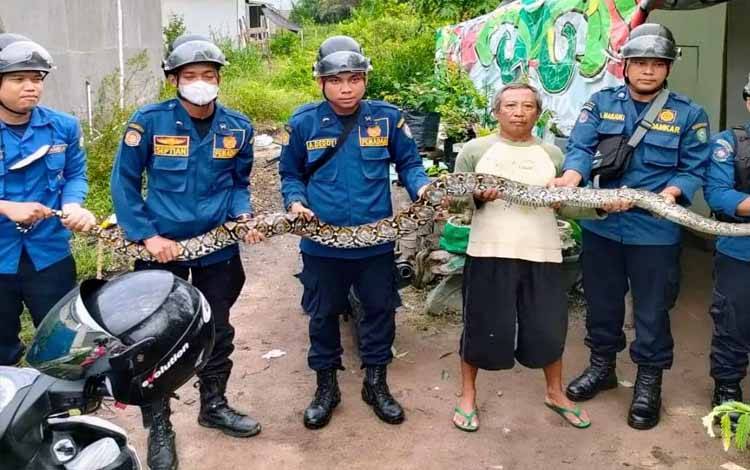 Petugas Disdamkarmat Kotim, bersama Warsun memperlihatkan ular piton yang telah memangsa burung peliharaannya
