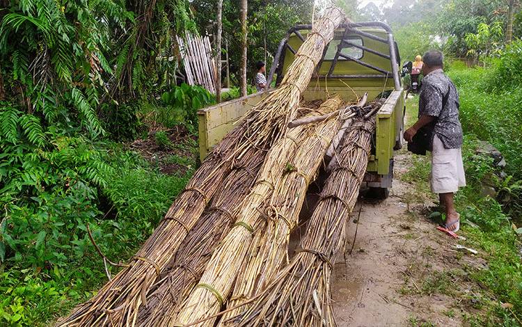 Petani di Desa Telaga Baru, Kecamatan Mentawa Baru Ketapang, Kotawaringin Timur, menaikan rotan ke pikap angkutan untuk dijual ke pengepul.