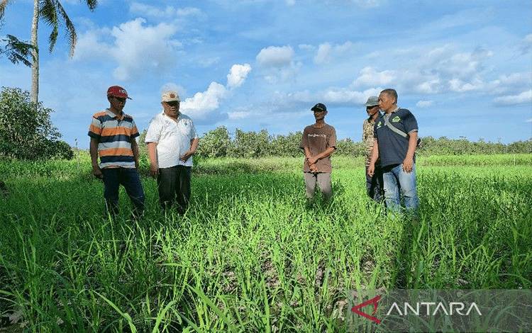 Dokumentasi-Kepala DTPHP Kalteng Riza Rahmadi (dua dari kiri) berbincang dengan para petani di Kapuas, belum lama ini, (25/5/2022). (ANTARA/Muhammad Arif Hidayat)