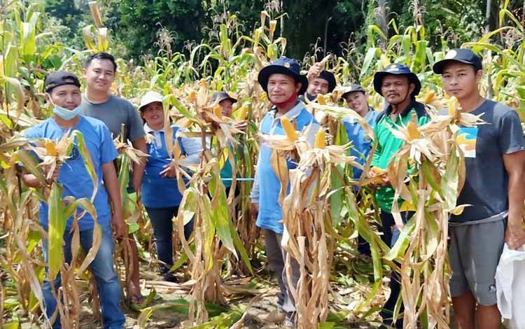 ILUSTRASI: Panen perdana jagung pakan pada Kelompok Tani Milenial Ampari Jaya di Desa Ampari Kabupaten Barito Timur