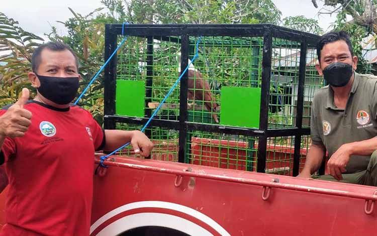 Petugas BKSDA bersama Manggala Agni, saat evakuasi elang bondol di rumah warga Jalan Ir Juanda, Kecamatan Mentawa Baru Ketapang, Sampit, Kotawaringin Timur.