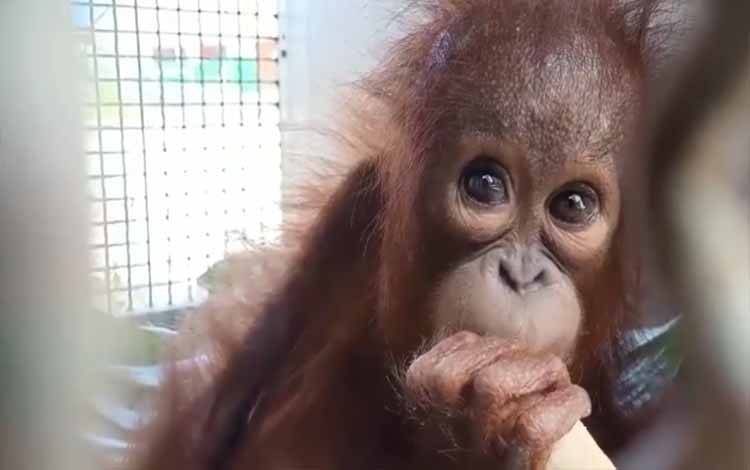 Bayi Orangutan bernama Temon berumur 1 tahun ditemukan Warga Kapuas 