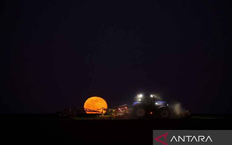 Seorang petani Prancis bekerja di ladangnya selama bulan purnama merah di Anneux, dekat Cambrai, Prancis, Jumat (18/3/2022)