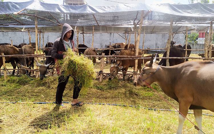 Seorang pengembala di Sampit, Kotawaringin Timur memberi makan sapi yang diperuntukan untuk kurban.