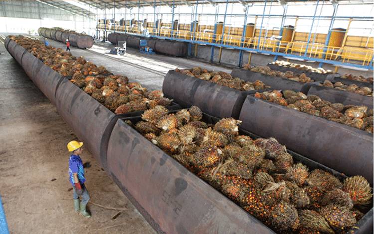 Produksi kelapa sawit di SSMS.