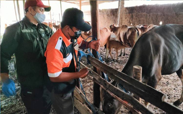 Vaksinasi PMK di Peternakan Haji Sutrisno, Kalampangan Palangka Raya.